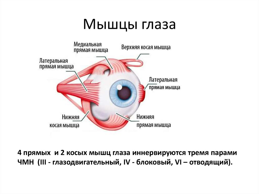 Содержит несколько слоев нейронов содержит роговицу защищает. Поперечнополосатые мышцы глазного яблока. Мышцы глаза строение и функции. Мышцы глазного яблока анатомия функции. Наружные мышцы глазного яблока функции.