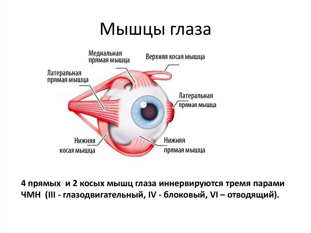 К глазным мышцам относятся. Строение мышц глаза. Поперечнополосатые мышцы глазного яблока. Наружные мышцы глазного яблока функции. Мышцы глаза строение и функции
