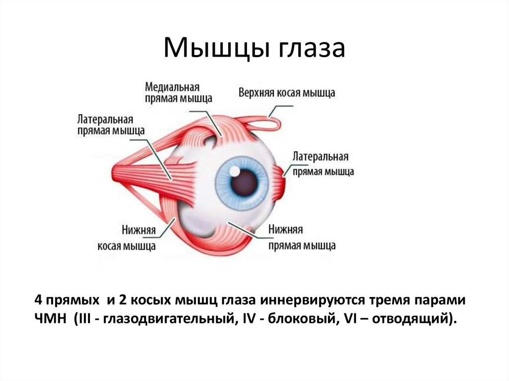 Приведенный глаз. Строение мышц глаза. Мышцы глазного яблока функции. Поперечнополосатые мышцы глазного яблока. Мышцы глаза строение и функции.