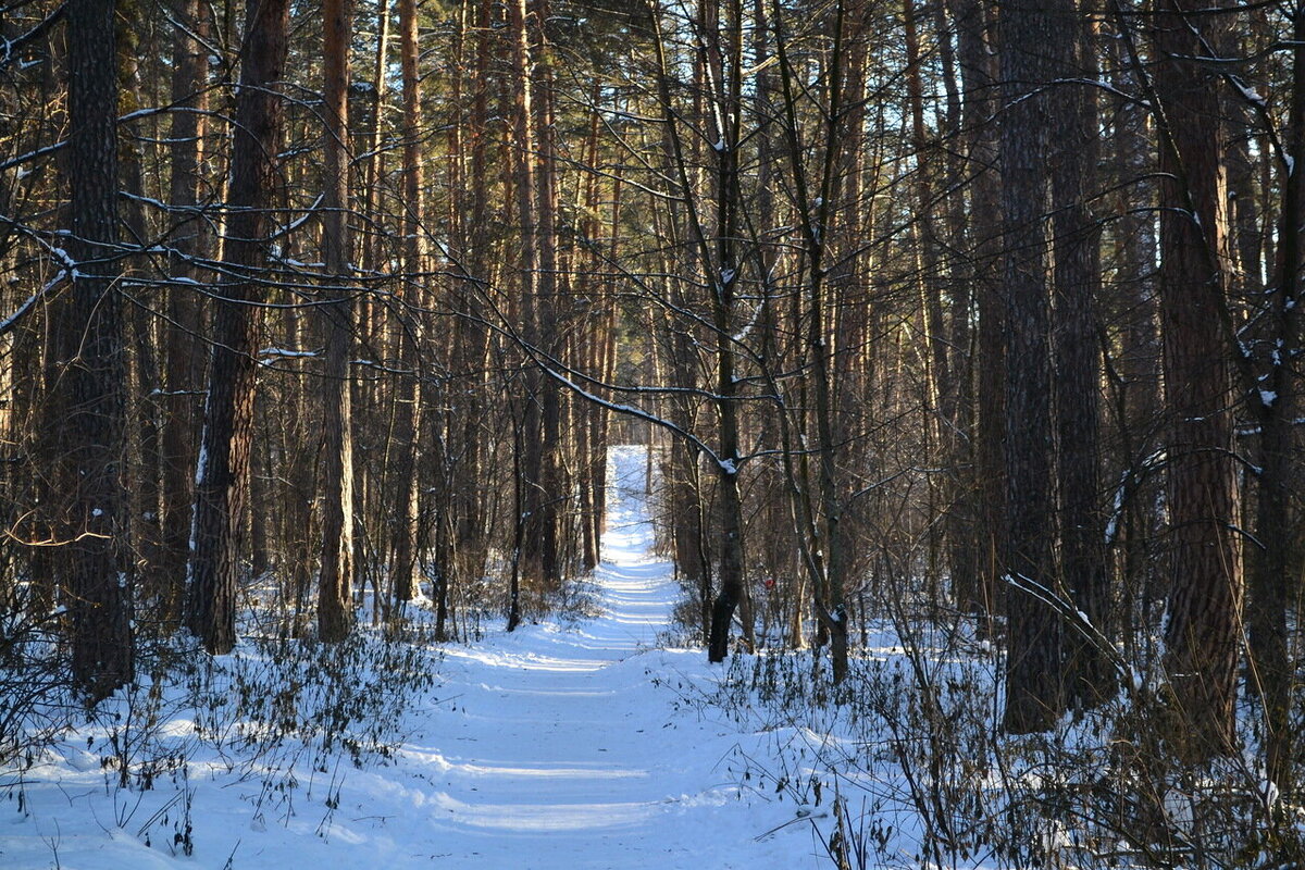 Лес, милый лес