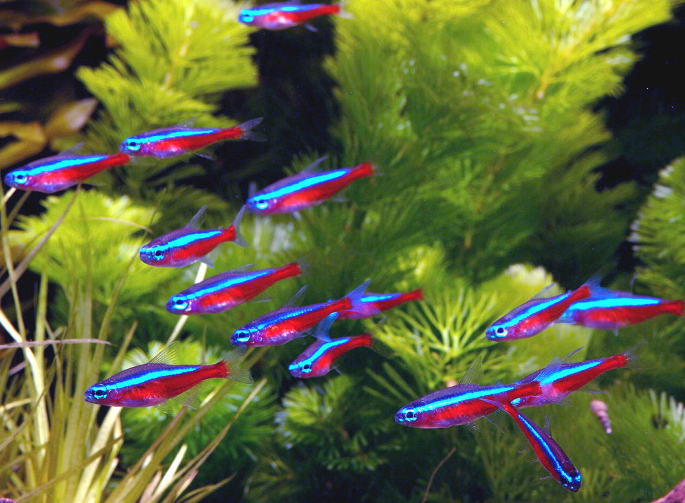 Взято из открытых источников