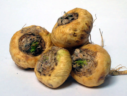  Мака перуанская