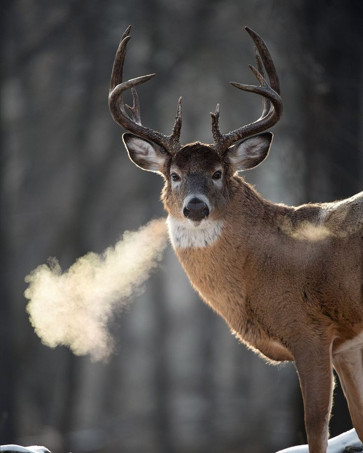 Американский олень.