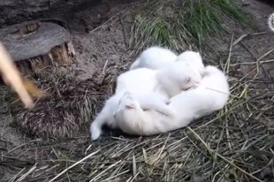 В Новосибирском зоопарке показали детенышей хорьков-альбиносов