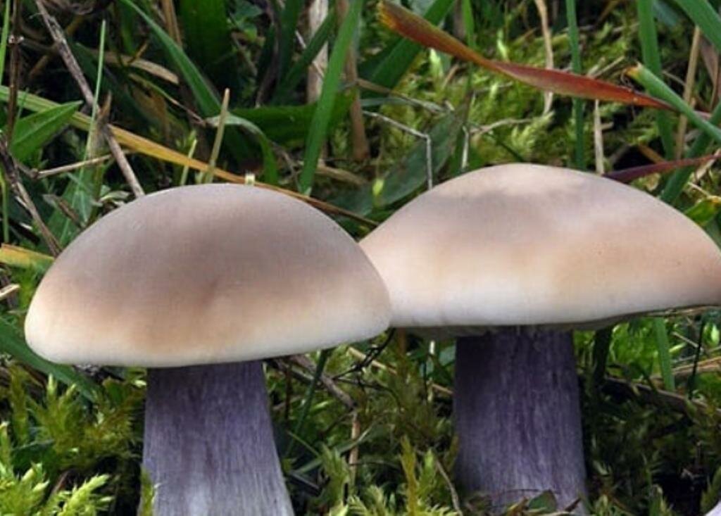 Синяя рядовка гриб фото