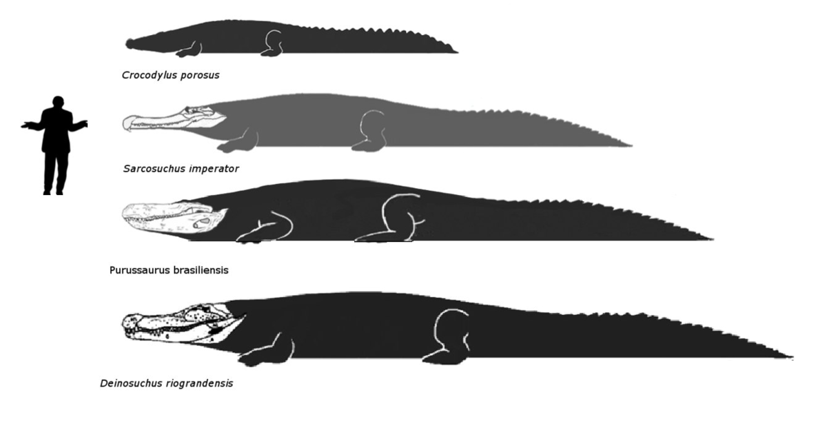 В сравнении с крокодилами.