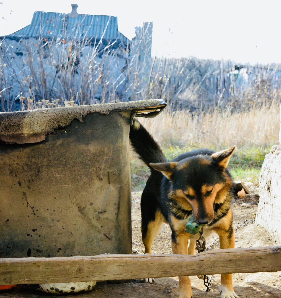 Какие кости можно давать собакам?