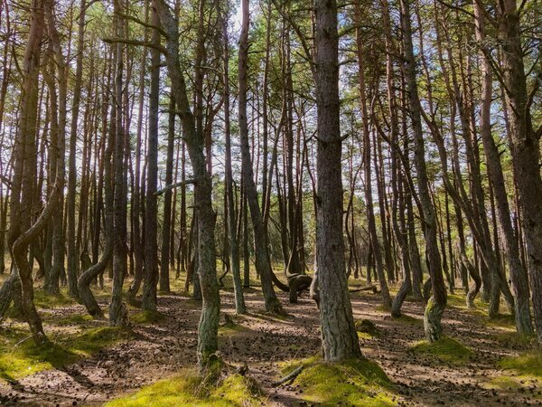 Танцующий лес