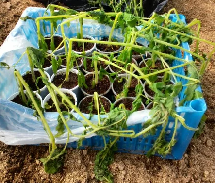 Все пропало!