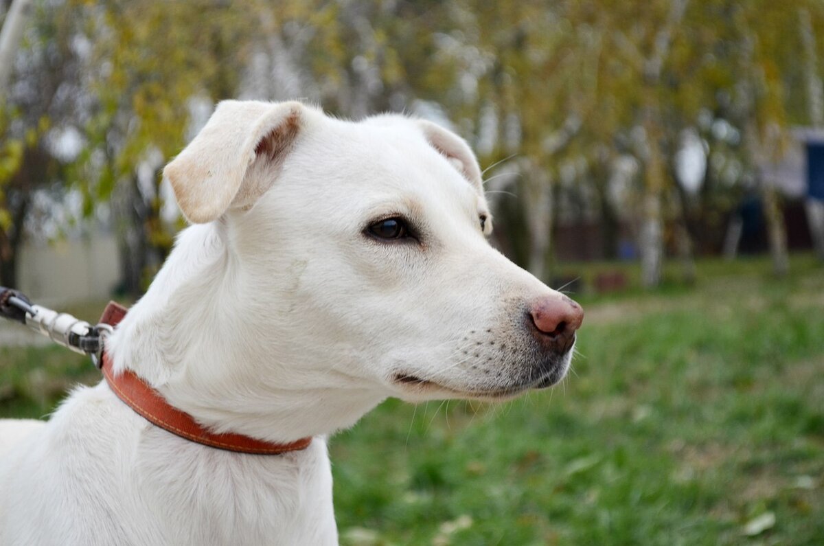 Сэнди, преданная до конца