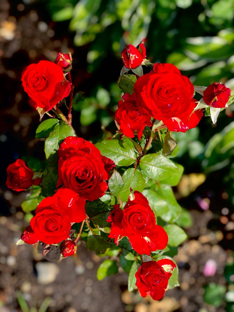 Фото сделано автором