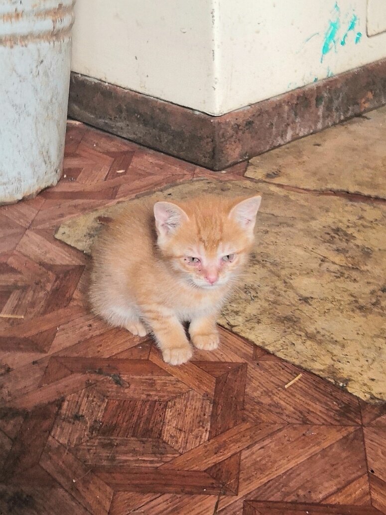 Первый из троицы.