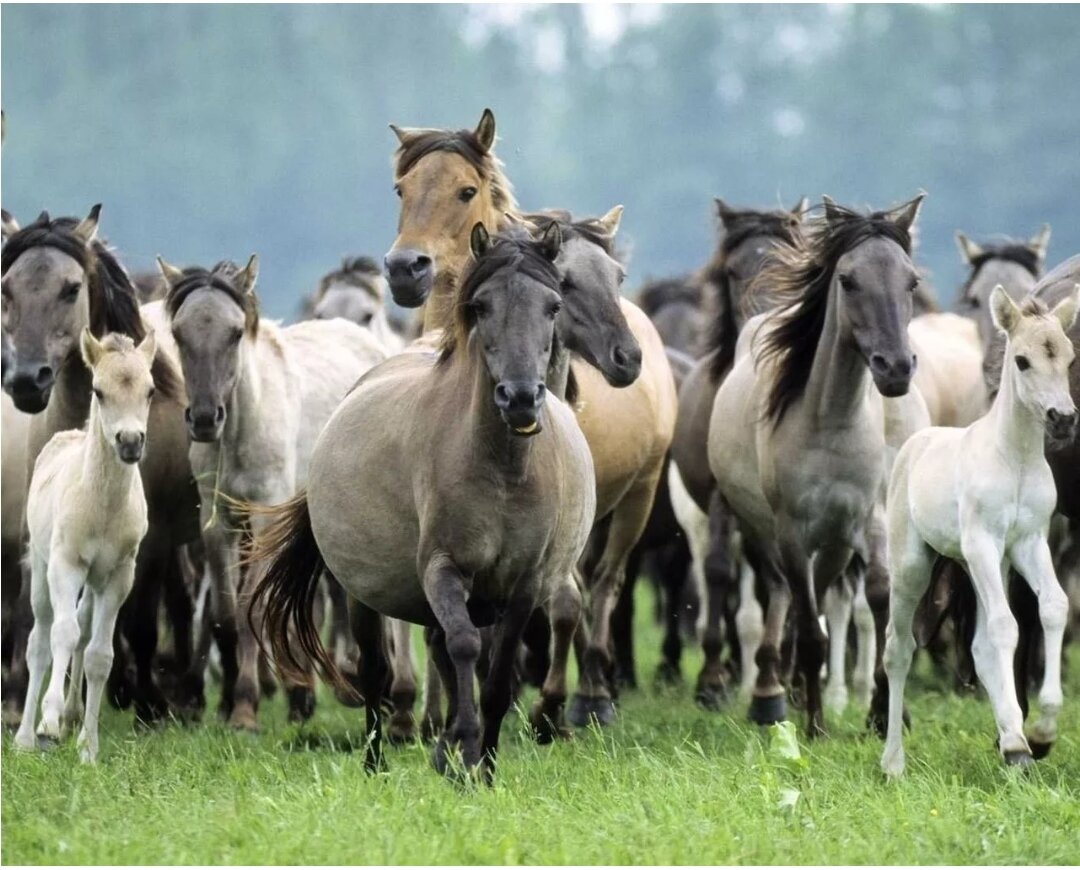 Люблю лошадей