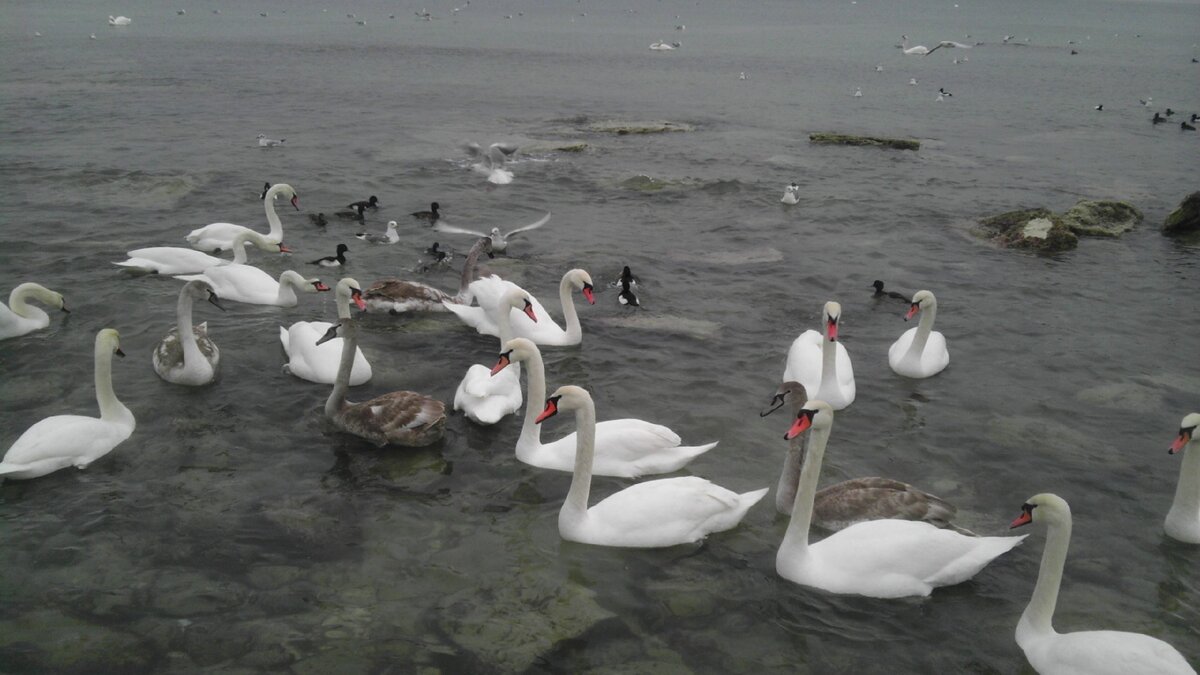 Чайки и утки ели вместе с ними.