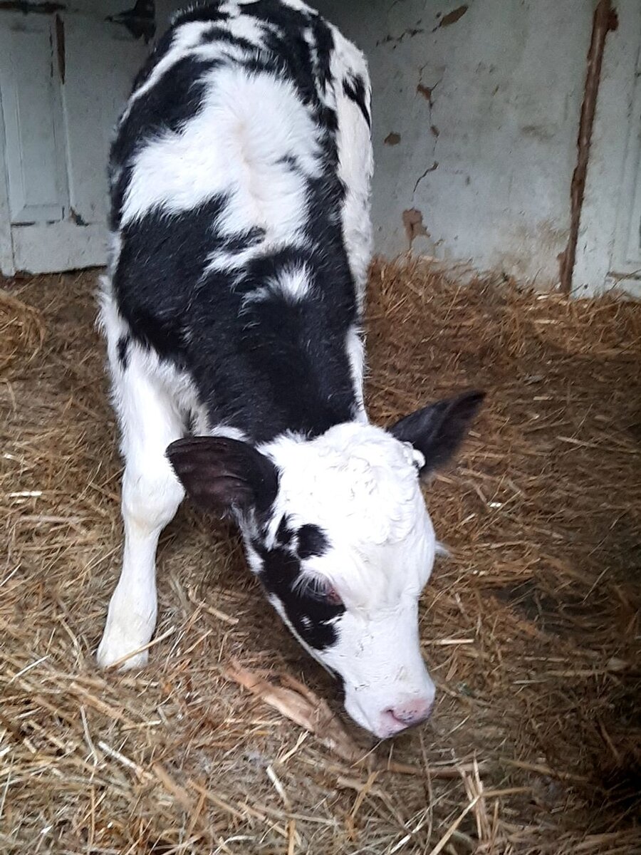 Пример того, откуда пошло выражение "Ресницы, как у коровы". Источник фото: яндекс картинки