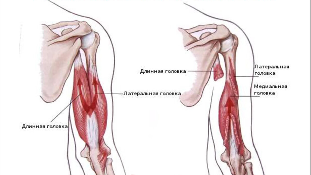 Трехглавая мышца плеча трицепс