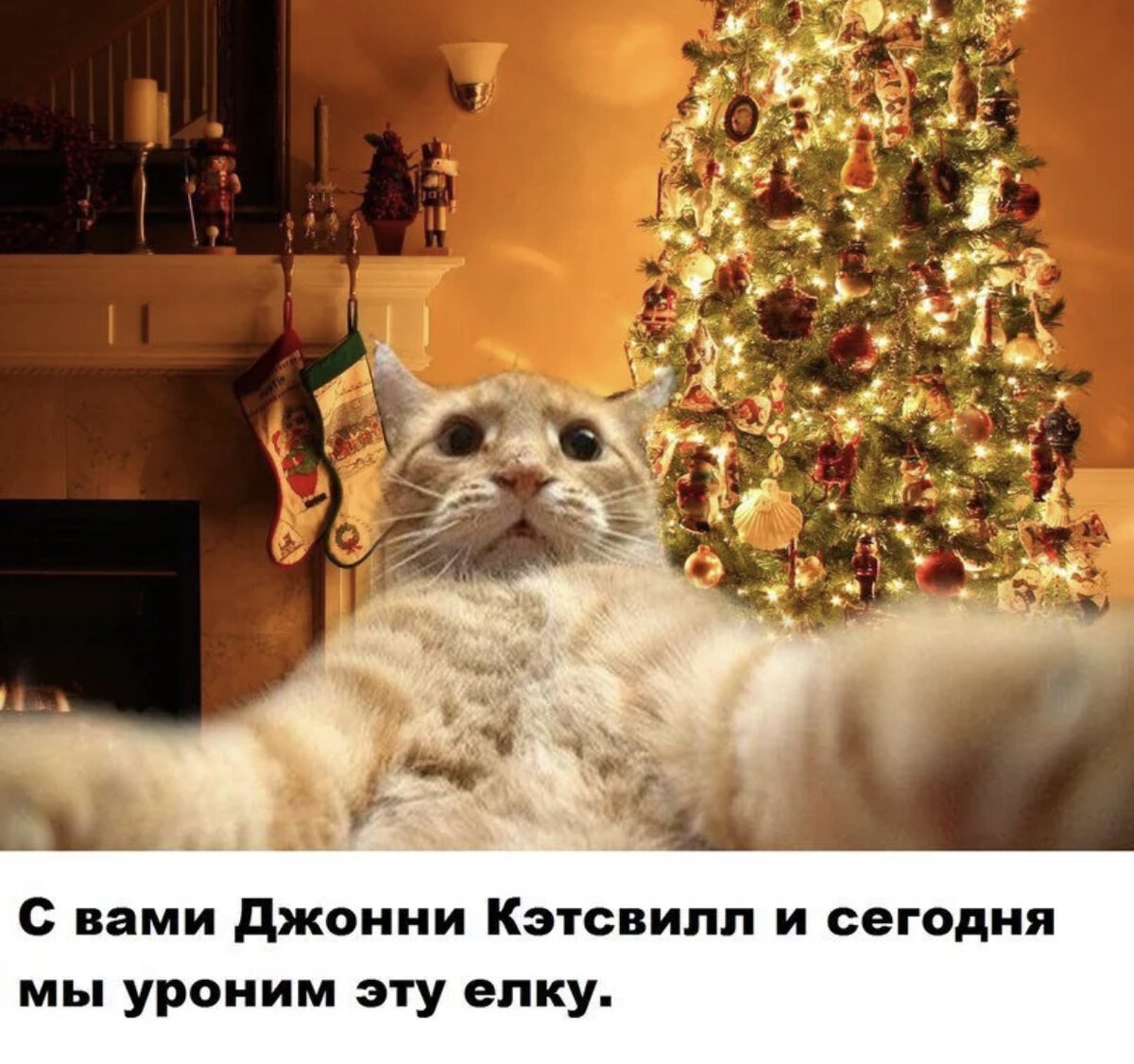 Есть год кота. Джонни Кэтсвилл елка. Кэти Кэтсвилл. Кот Джонни Кэтсвилл и ёлка. Кот уронил елку.