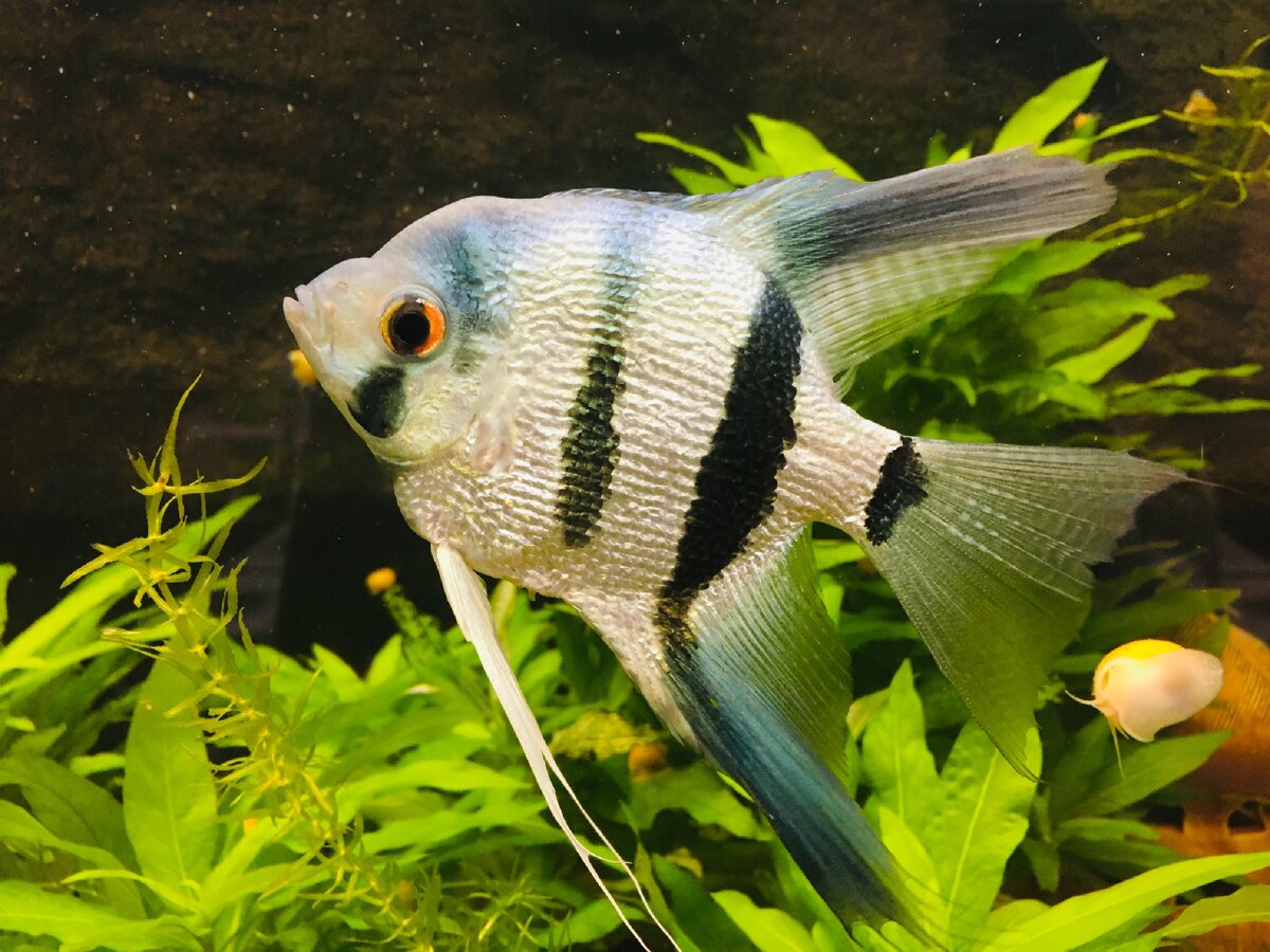 Вместо Красного моря смотрю в аквариум