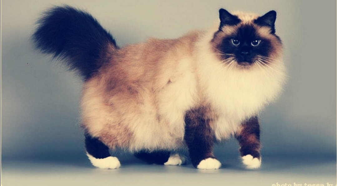 Фото из Yandex