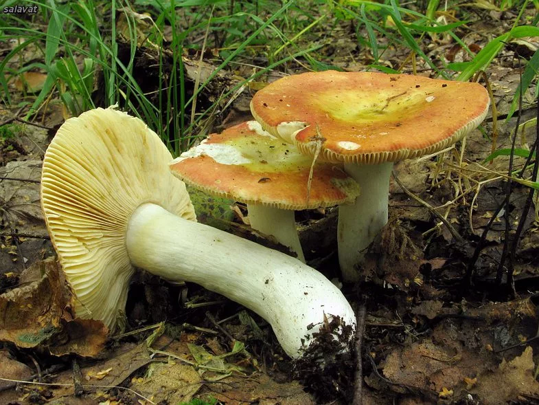 Сыроежка оранжевая. Russula Aurea. Гриб сыроежка золотистая.