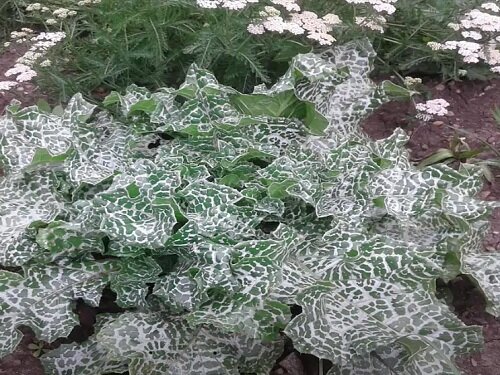 Наверное из-за листьев, словно сбрызнутых молоком, её называют молочным чертополохом