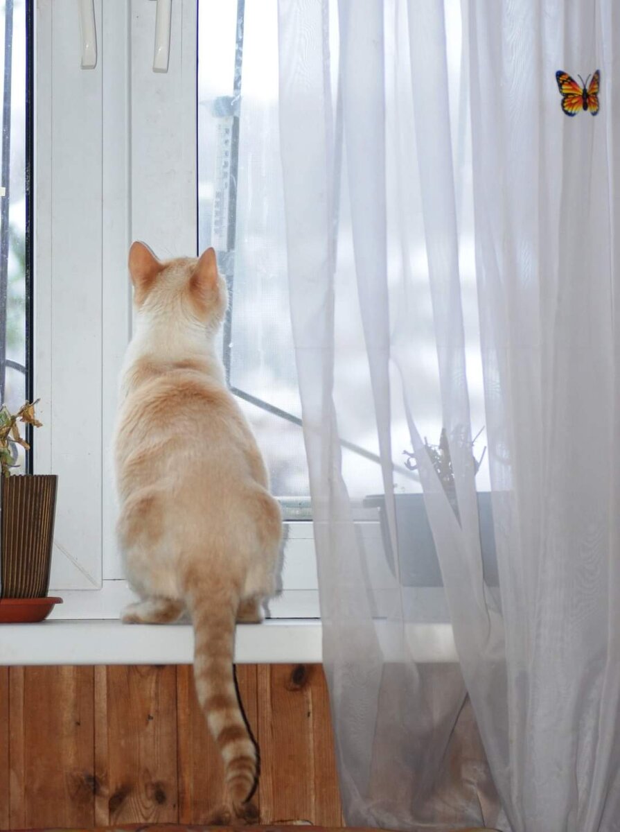 Места которых стесняюсь. Кошачий балкон. Балкон для кошек. Кот на балконе. Сетка на балкон для кошек.