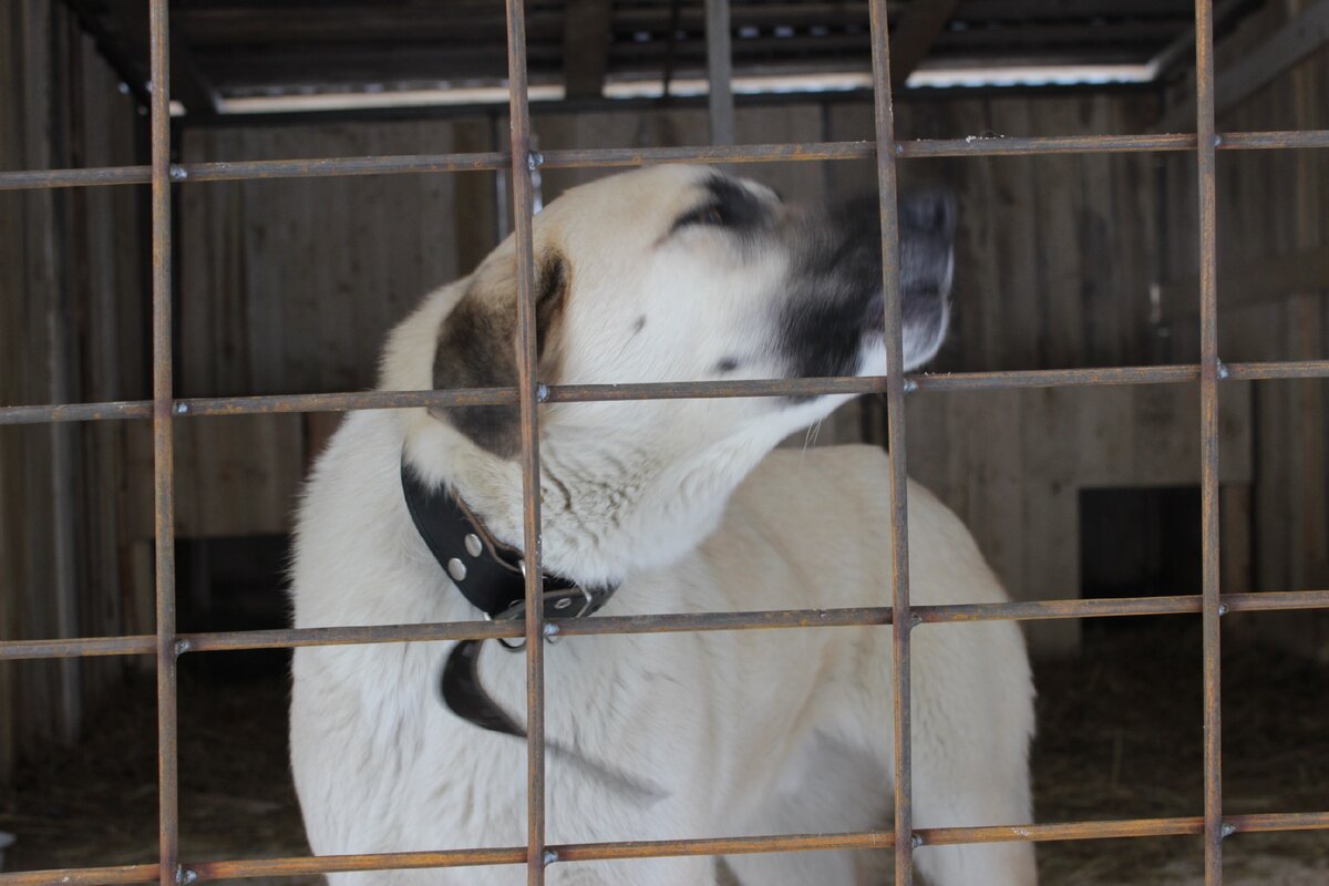 Гектор делает ремиксы Данила Хаски