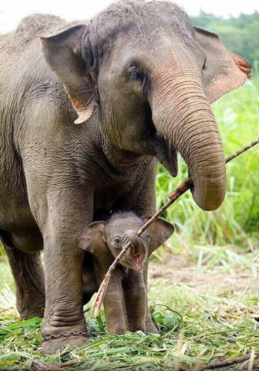 Слониха и слоненок