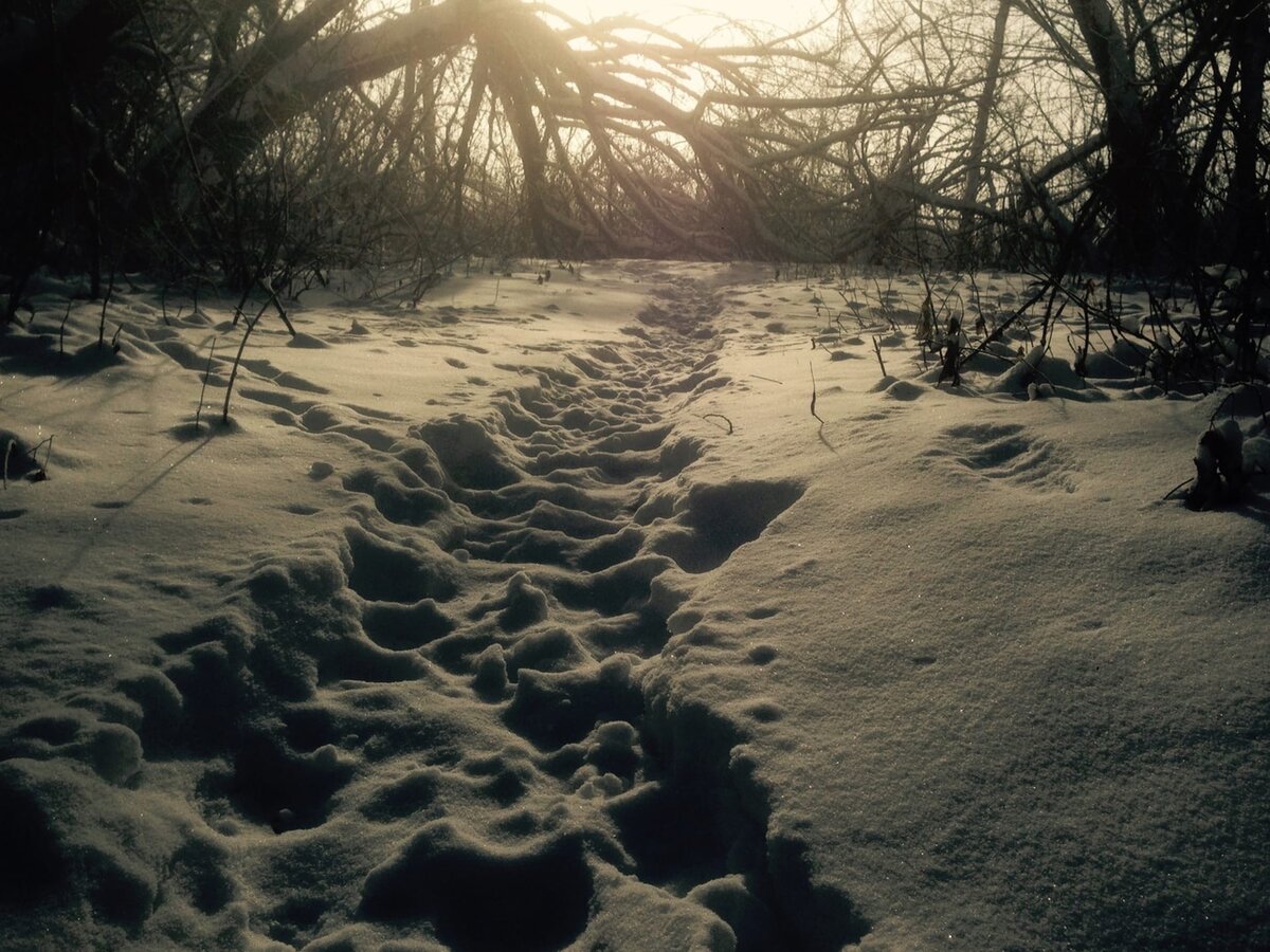 Та самая тропинка в лесу. 