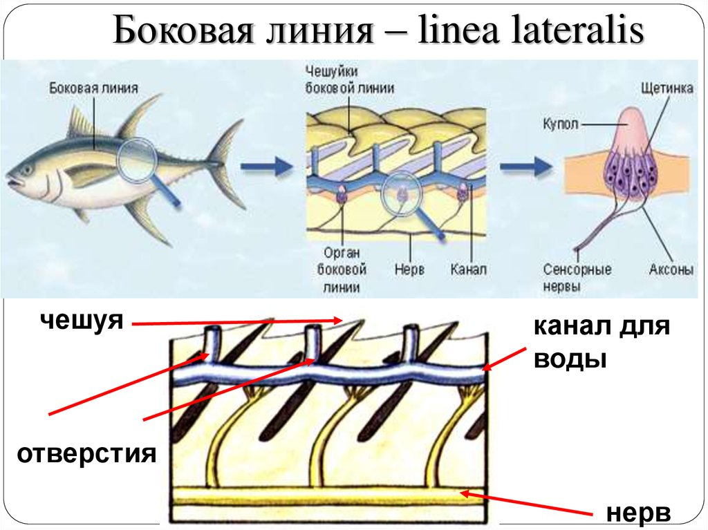 Боковая линия у костных рыб. Строение органа боковой линии у рыб. Орган боковой линии костной рыбы. Каналы органов боковой линии костных рыб.