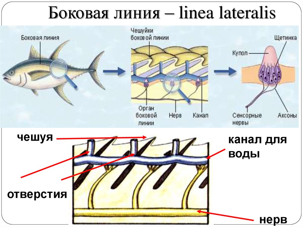 Канал лине. Органы боковой линии у рыб. Строение боковой линии у рыб. Строение органа боковой линии. Боковая линия у костных рыб.