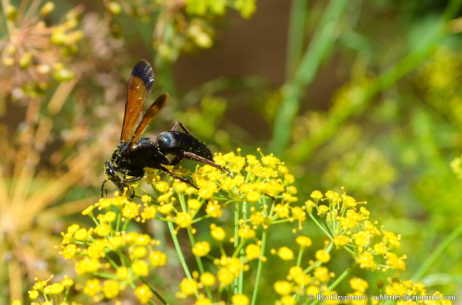 2. Оса-гончар. Строит гнёзда в виде глиняных кувшинчиков. Её личинки питаются провизией, запасенной матерью: парализованными насекомыми (гусеницами бабочек, личинками листоедов и слоников, а также пауками). В мировой фауне около 100 видов.