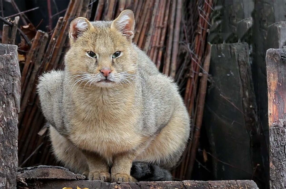 Камышовый кот фото. Камышовый кот Хаус. Хаус Заури камышовый кот. Камышовый кот Московский зоопарк. Камышовый кот Заури Московский зоопарк.