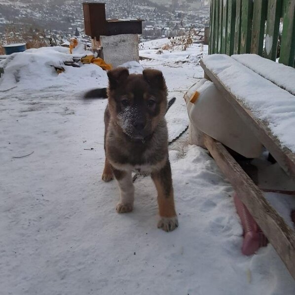Сторожевой пес Фартик - 3 мес. ноябрь 2019 год. фото из личного архива