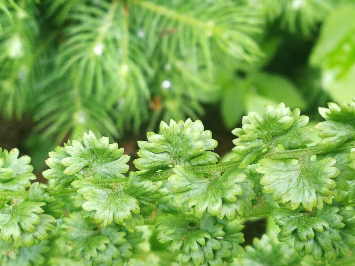 Аккуратные доли листьев словно нанизаны поочерёдно на осевую жилку листа