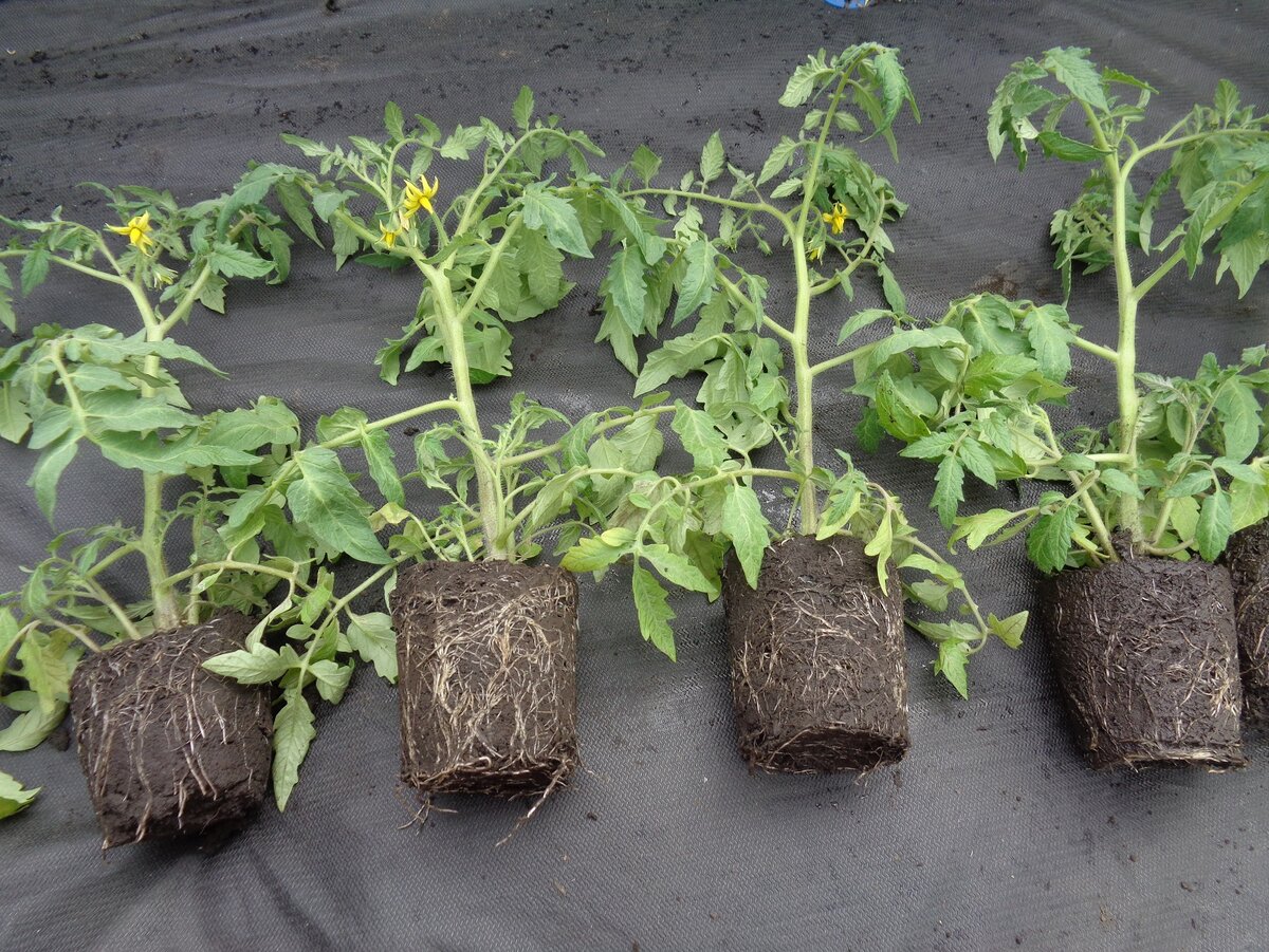 Томат монгол карлик. Монгол карлик помидор. Томат монгольский карлик 20 шт. Томат монгол карлик. Монгольский карлик.