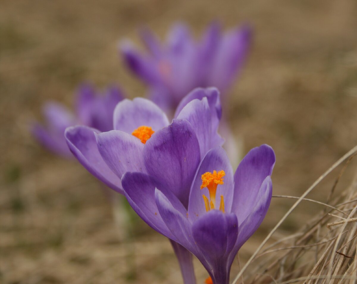 Крокусы