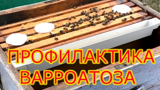 Профилактическая подкормка пчел от варроатоза и нозематоза