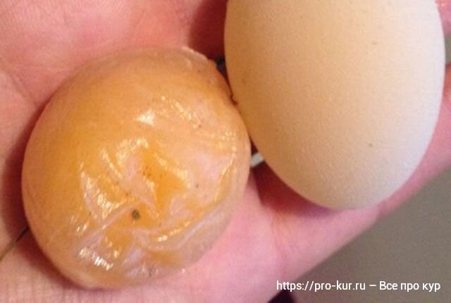 Почему перепела несут яйца без скорлупы, что можно сделать