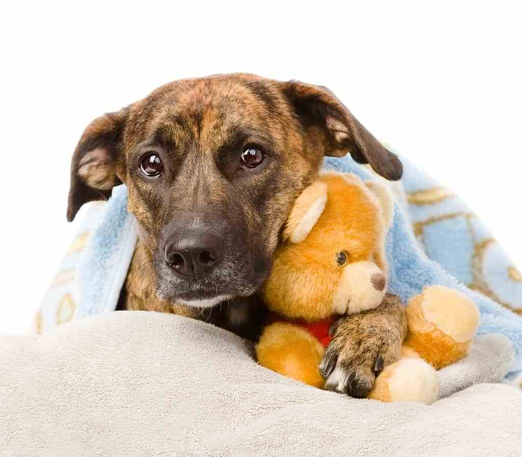 Картинка из https://www.cityscapeinsurance.com/pet-insurance/