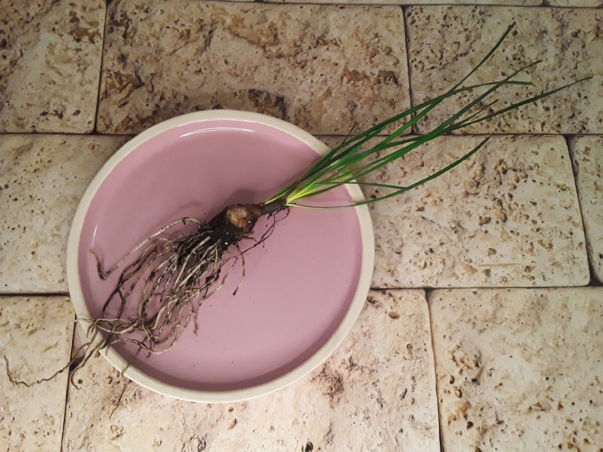 Во время пересадки