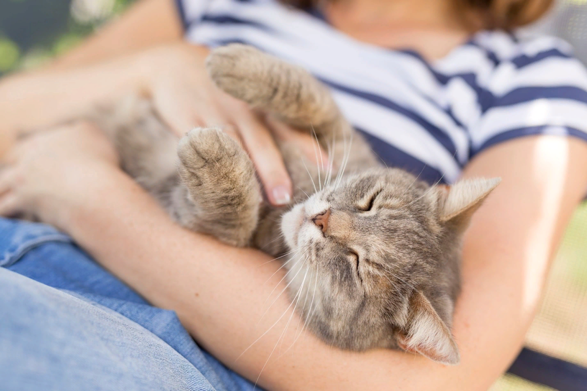 Petting your cat. Забота о кошке. Кот ласкается. Забота о домашнем питомце. Кошка мурлычет.