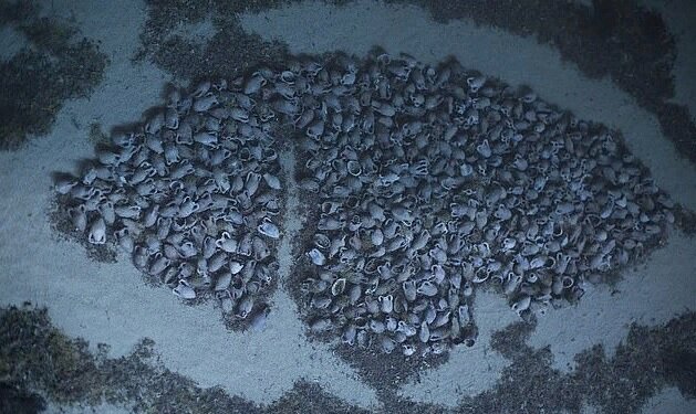 Источник: Университет Патр