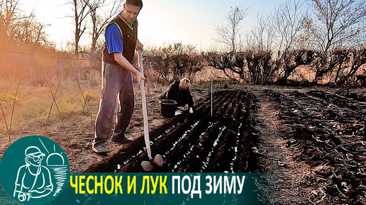 Посадка озимого чеснока и лука под зиму 🌿 Выращивание по технологии Гордеевых