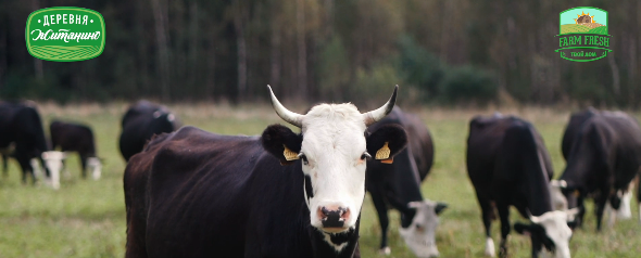 Фотогеничные коровы из деревни Житянино