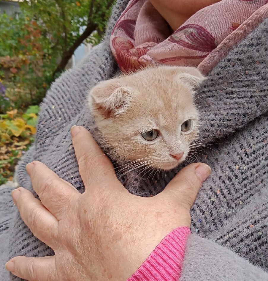 Потеряшки Воскресенск кошки. Найден котенок Можайск. Котенок, найти ручки.