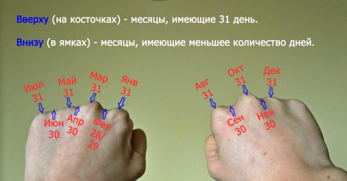 Как понять считать. Как посчитать на косточках месяца. Сколько дней в месяце по костяшкам. Дни в месяцах. Сколько дней в месяцах.