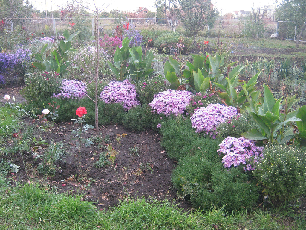 Осень  2011 год.    КАННЫ ,АСТРЫ, САНТОЛИНА.  