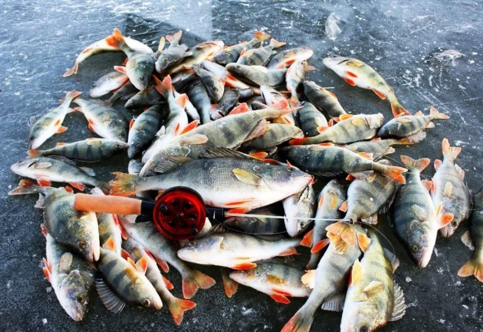 Большой улов рыбы. Зимняя рыбалка в Астрахани. Зимняя рыбалка улов Астрахань. Много рыбы. Много рыбы улов.