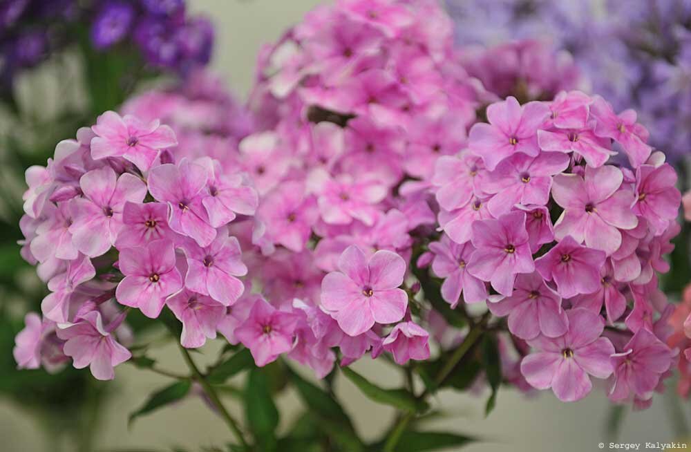 Розовый Шанжан